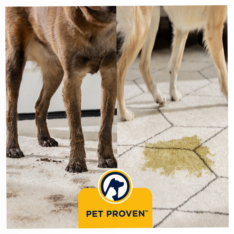 PowerWash HydroSteam™ - Pulizia Profonda e Versatile Beige 3.8lt 1400W