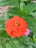 Galaxy A34 5G - Prestazioni e Funzionalità 6.6" 6GB