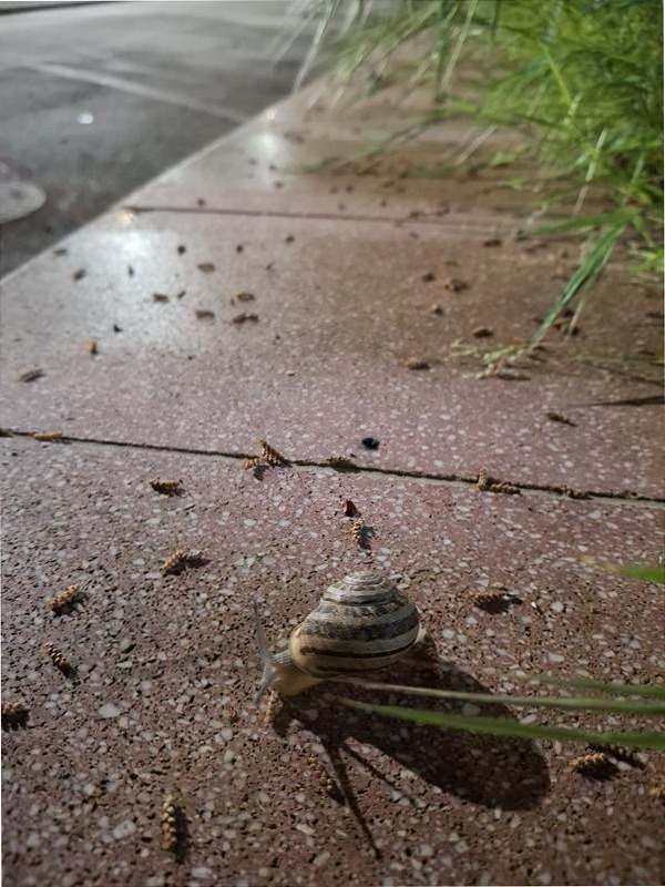Galaxy A35 5G - Stile Moderno e Fotocellulare 8GB