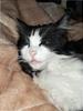 Galaxy A25 5G - Display Super AMOLED & Batteria Larga 6.5" 8GB Giallo