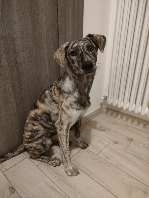 Galaxy A35 5G - Stile Moderno e Fotocellulare