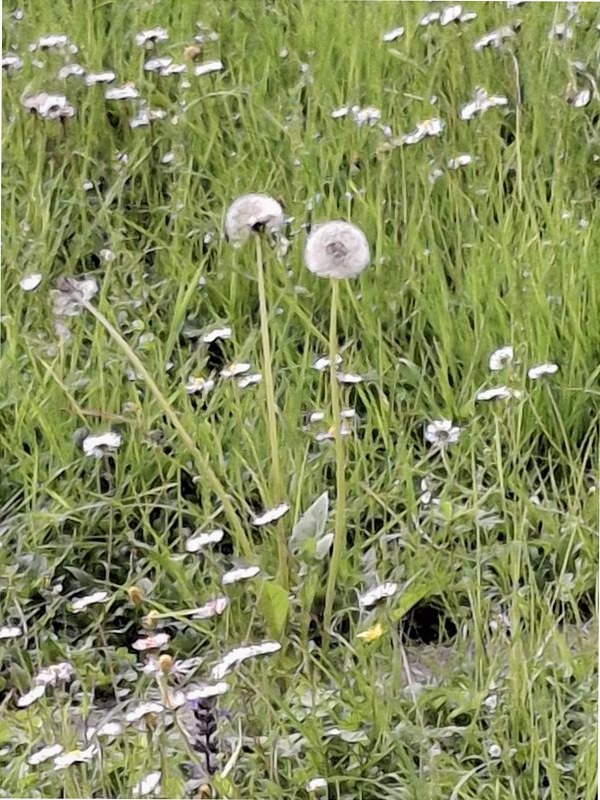 Galaxy A35 5G - Stile Moderno e Fotocellulare Blu