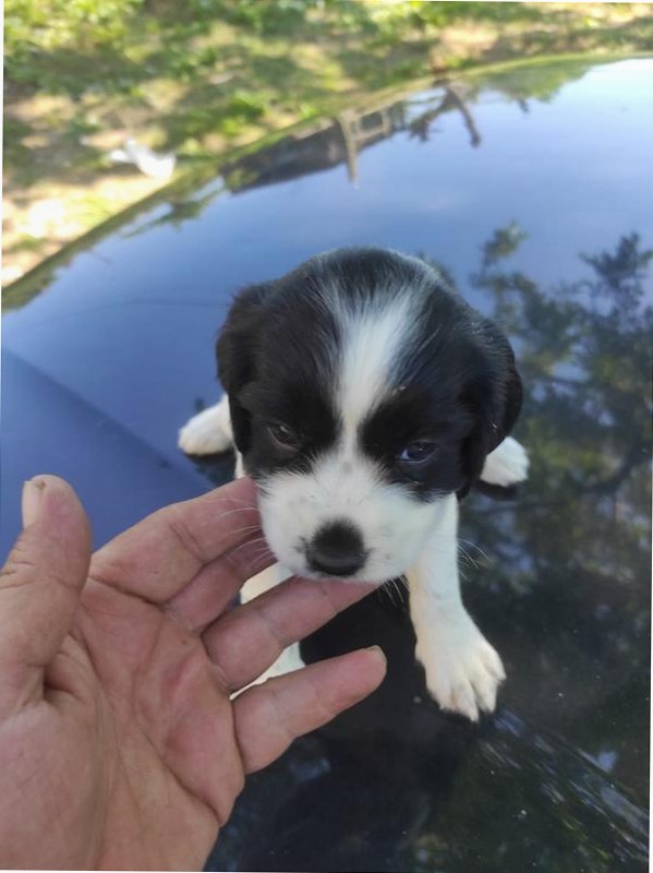Galaxy A25 5G - Display Super AMOLED & Batteria Larga 6.5" 8GB Blu