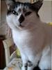 Galaxy A53 5G Blu 6.5" 8GB