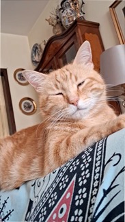 Galaxy A17 5G: Sfida il futuro della comunicazione 4GB Blu